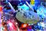 Star Trek Pinball Machine Pro Version - USS Vengeance