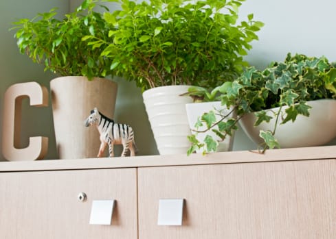 Feng Shui Plants for The Office